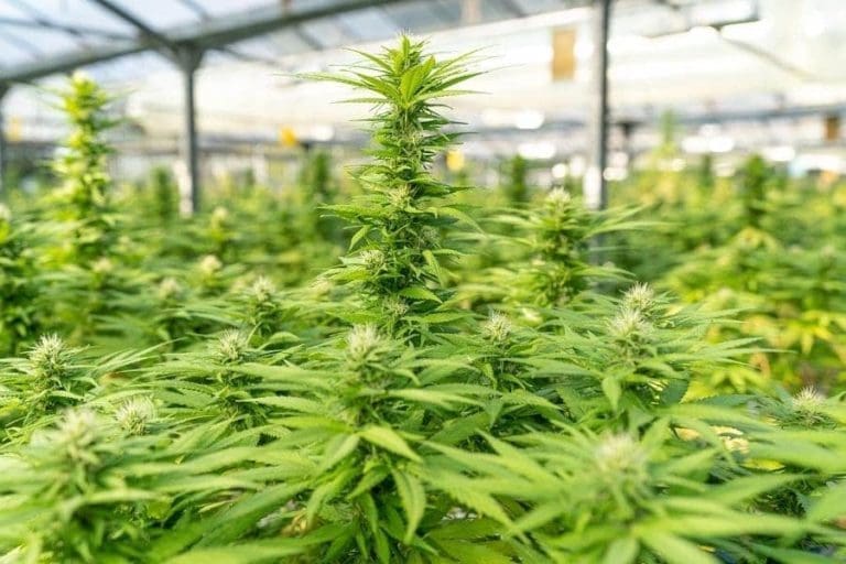 A Brief Look At The Impact Of Tech In The CBD Industry cbd industry