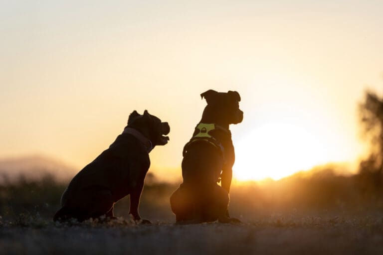 PayPoint And SPCA Launch Digital Donation Platform For A Paws-itive Impact Dogs