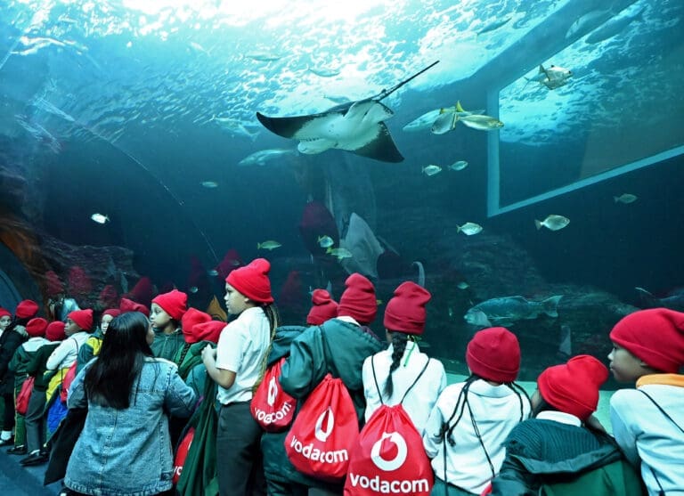 Vodacom Eco-Warriors: Learners Tackle Eco-Challenges With Tech Vodacom